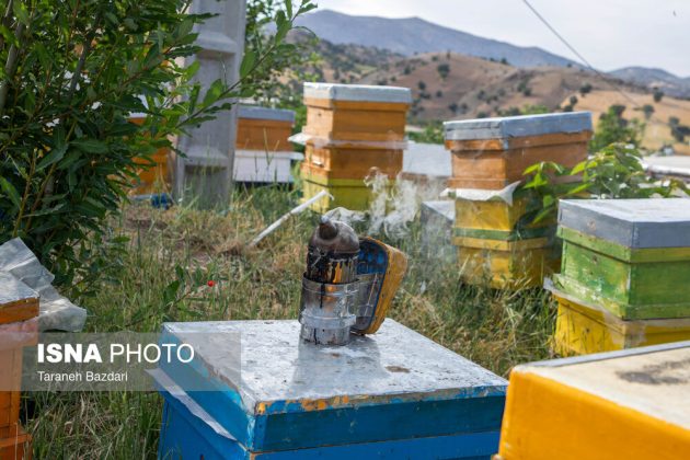 Bee Breeding in Iran