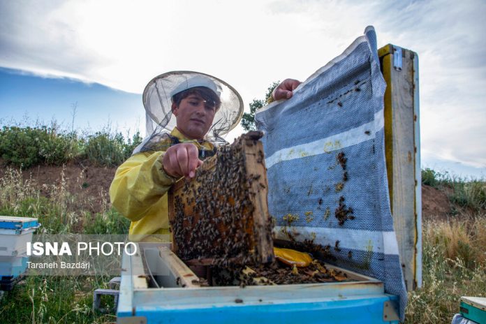 Bee Breeding in Iran