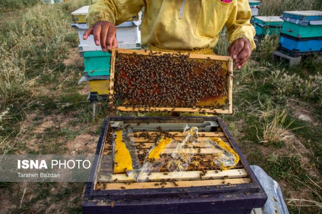Bee Breeding in Iran