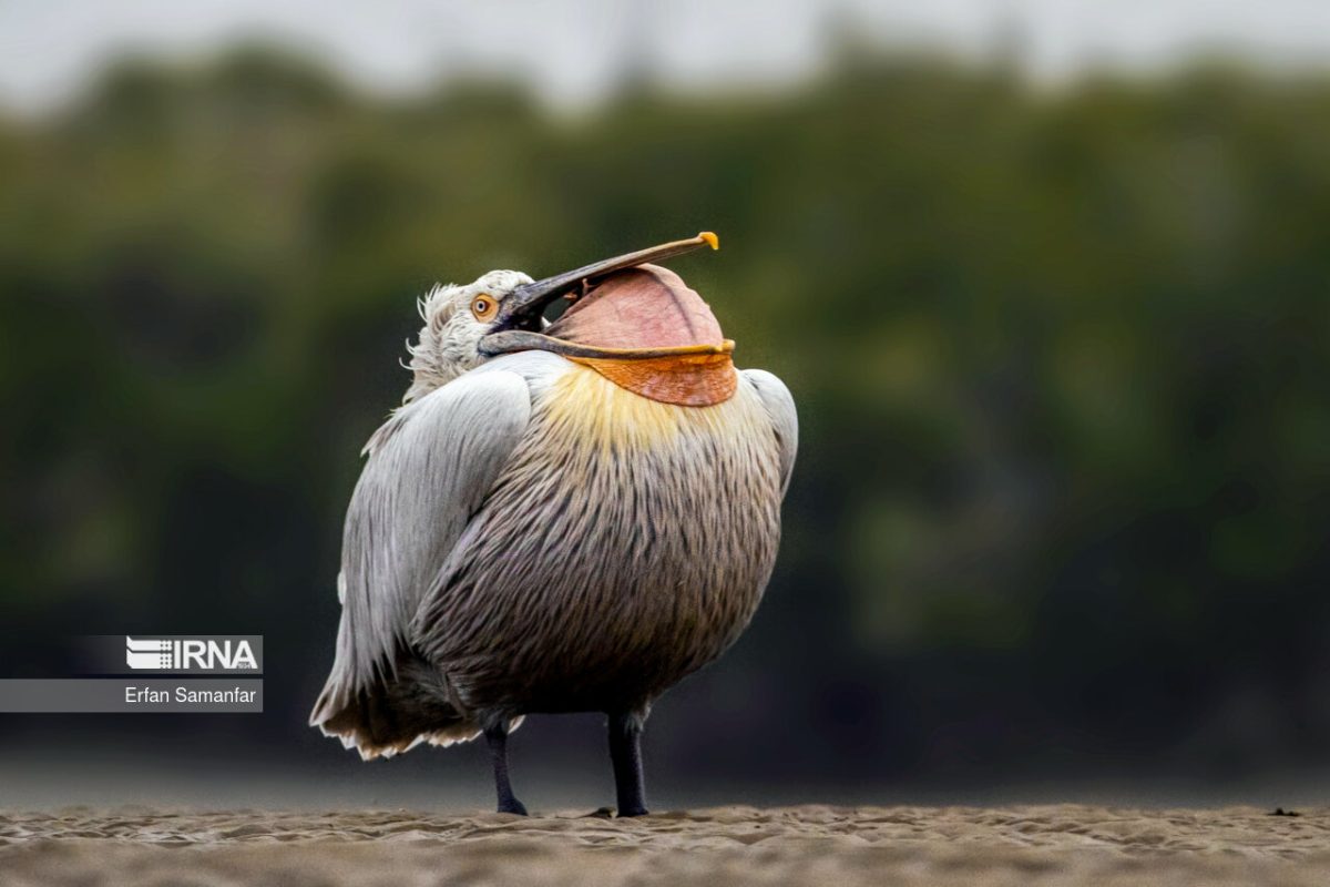 Iran’s Azini Wetland, a winter abode for endangered birds 48 Iran’s Azini Wetland