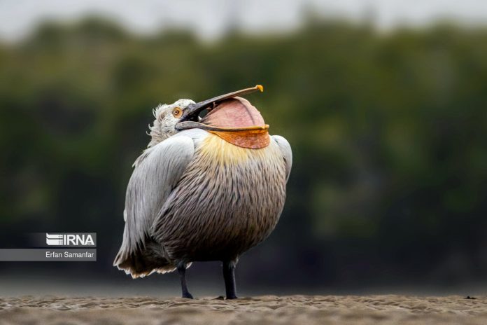 Iran’s Azini Wetland