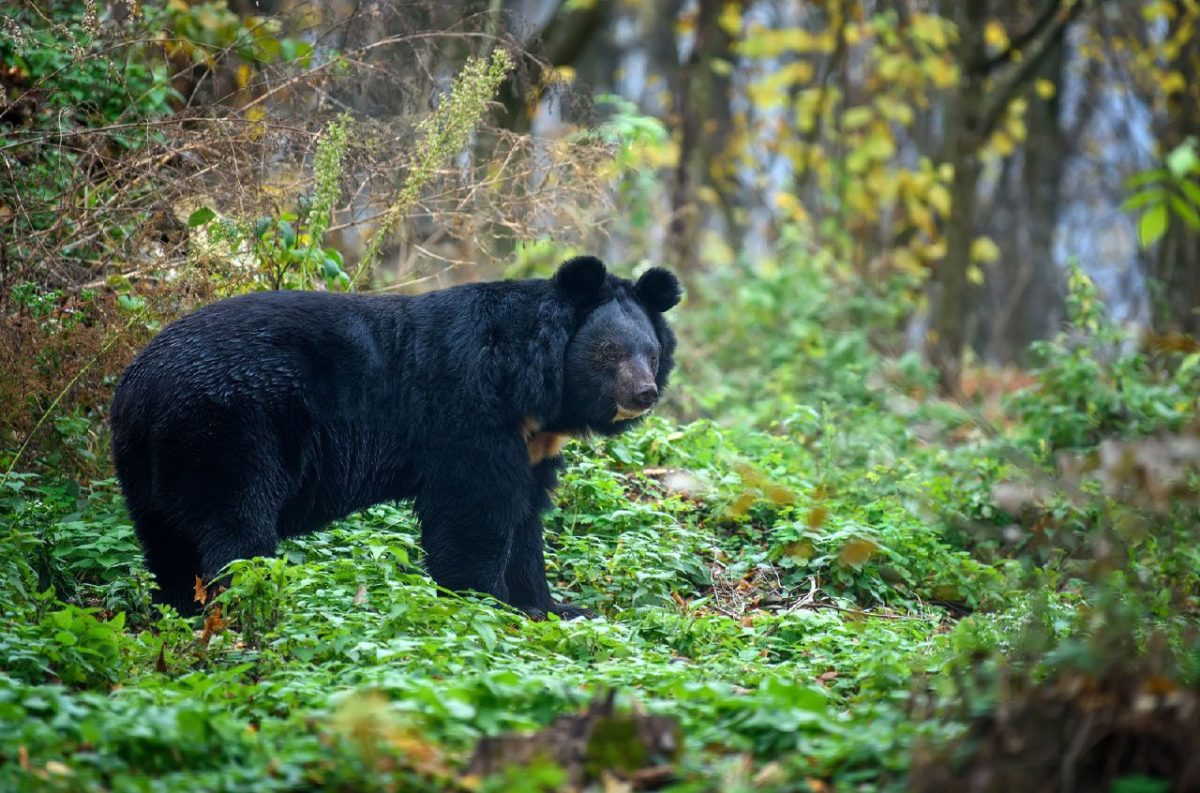 Iran Environmental protection officers rescue trapped bear 1 Black Bear