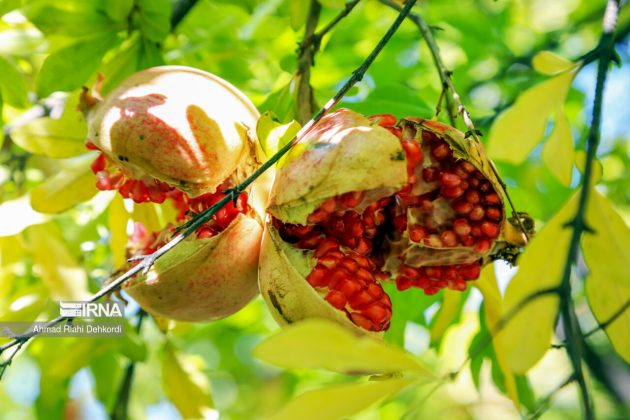 Essence of autumn: pomegranate harvesting in western Iran