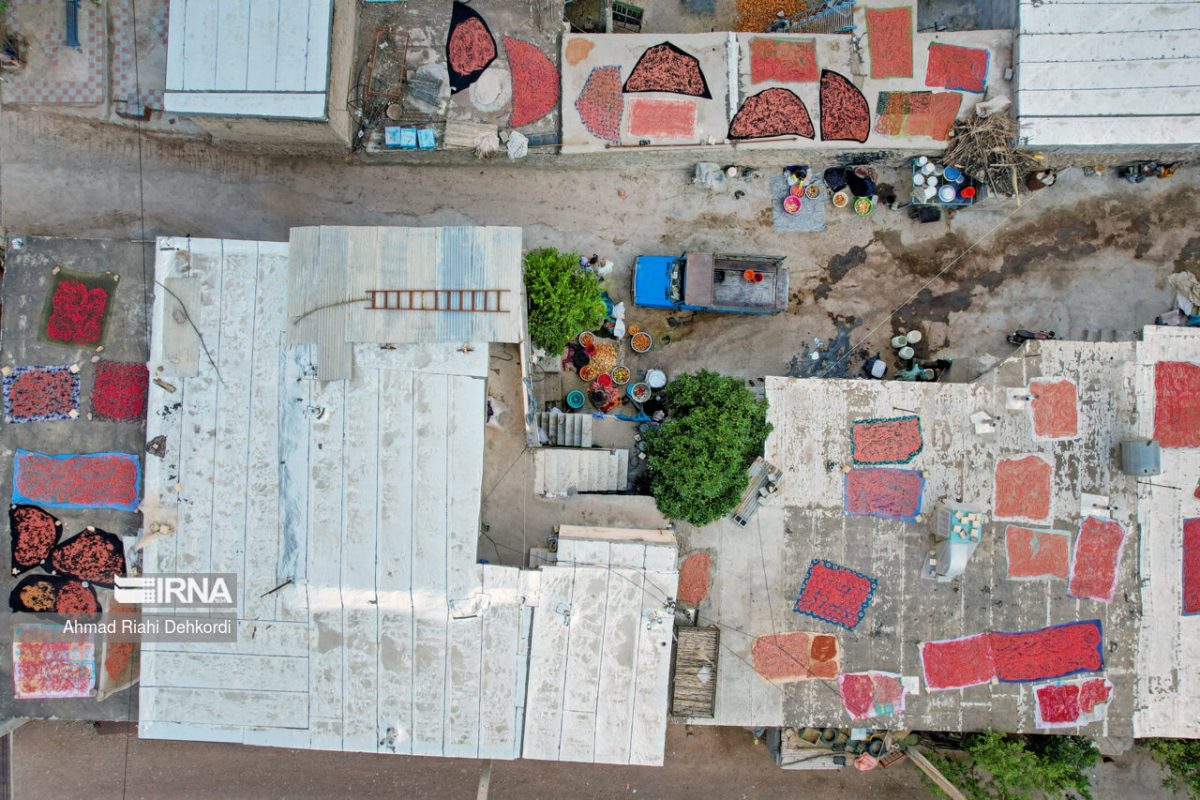 Essence of autumn: pomegranate harvesting in western Iran