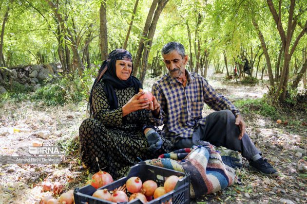 Essence of autumn: pomegranate harvesting in western Iran