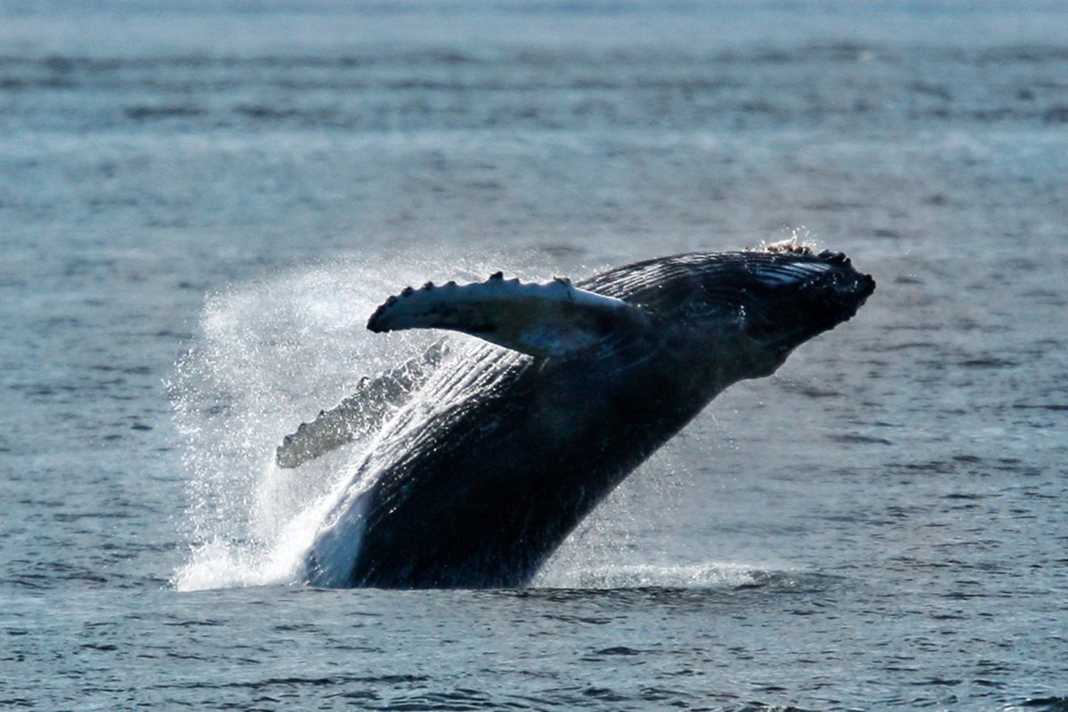 Whale Caught On Camera Off Iran’s Kish Island, Persian Gulf - Iran ...