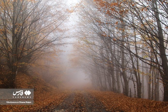 Iran Hyrkanian Forests