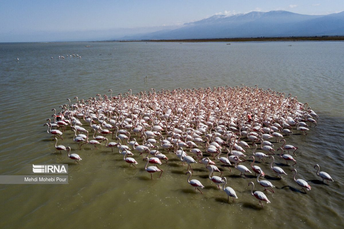 Illicit market for wild birds in north Iran shuttered