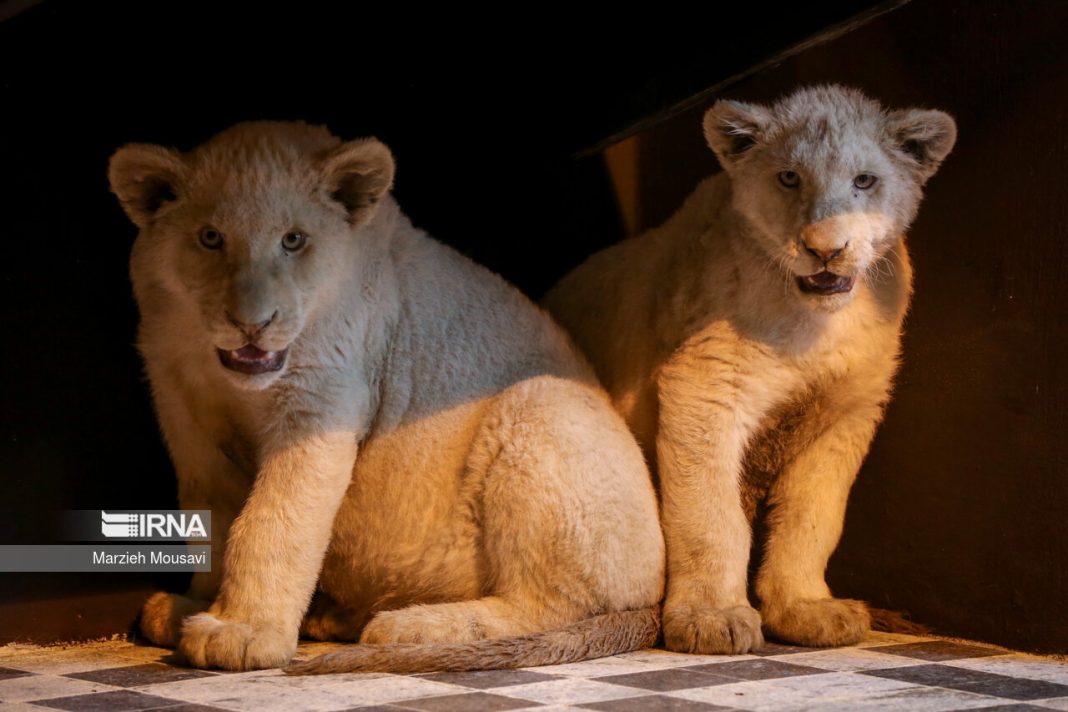 South African white lions
