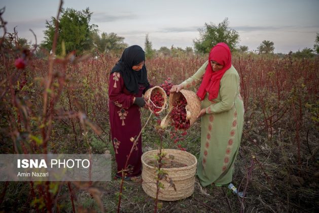 Iran sour tea harvest season