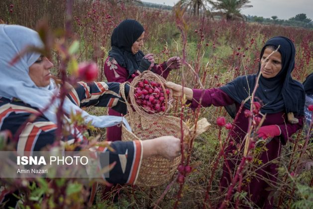 Iran sour tea harvest season