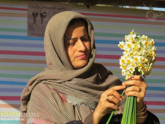 Daffodil extravaganza unfolds in Iran’s Juibar, Mazandaran Province