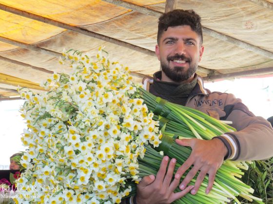 Daffodil extravaganza unfolds in Iran’s Juibar, Mazandaran Province