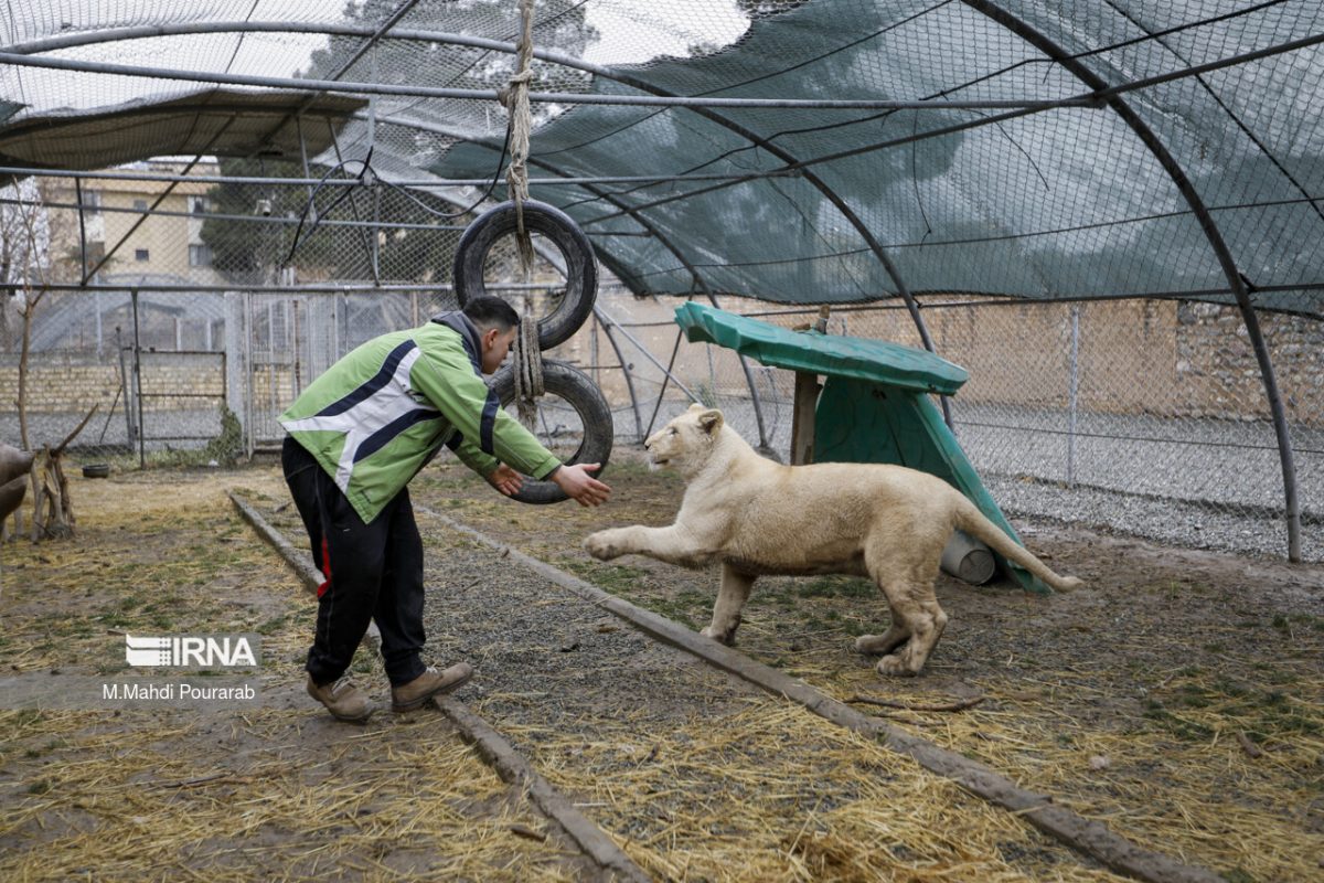 Sana African lion cub