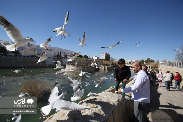 Siberian seagulls, cherished guests of Iran’s Shiraz