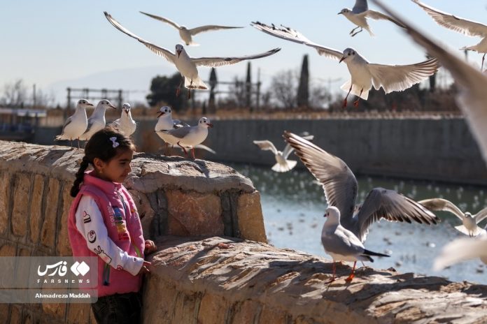 Siberian seagulls, cherished guests of Iran’s Shiraz