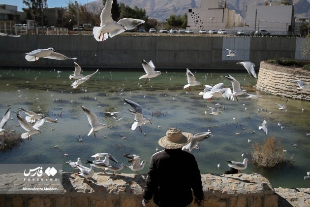 Siberian seagulls, cherished guests of Iran’s Shiraz