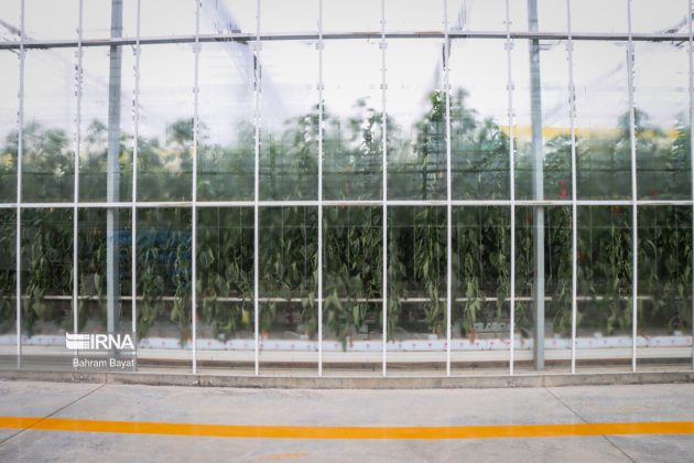 Iran glass greenhouse