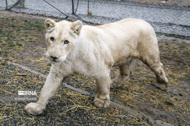 Sana African lion cub