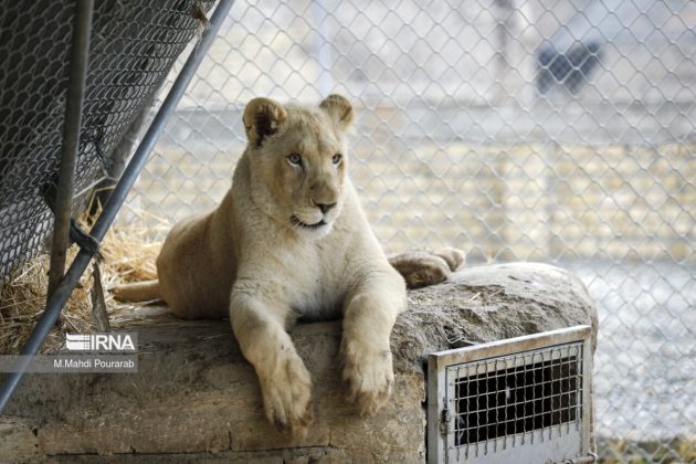Sana African lion cub