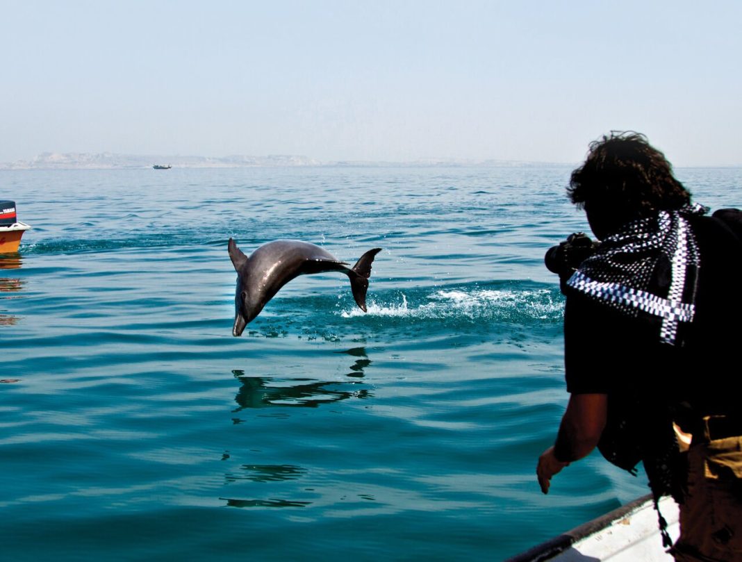 Dolphin Iran