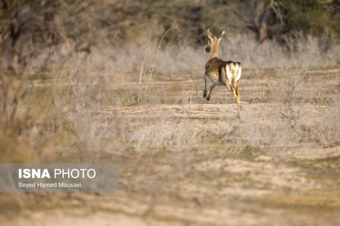 Iranian Yellow Deer