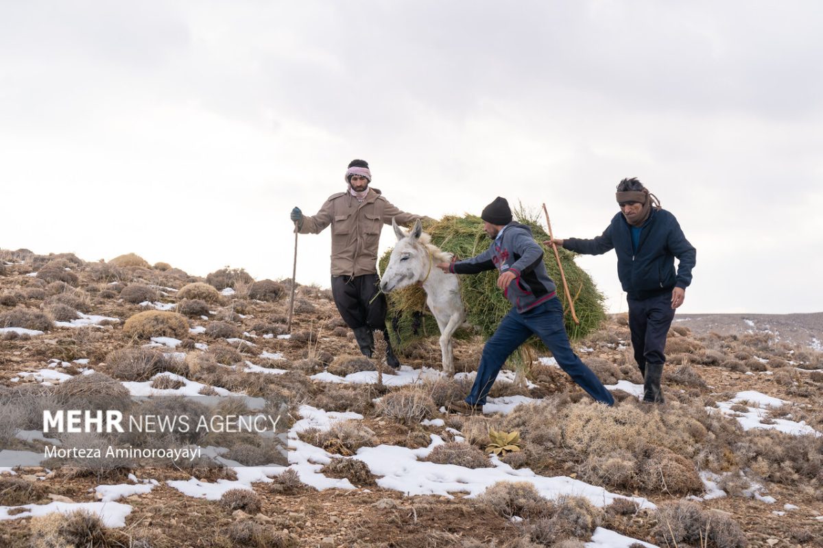 Villagers Iran animal local wildlife