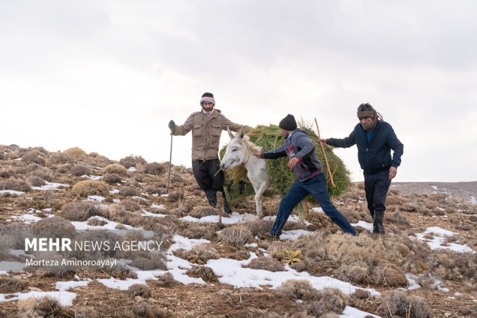 Villagers Iran animal local wildlife