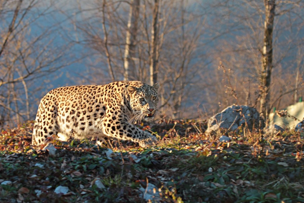 Persian Leopard