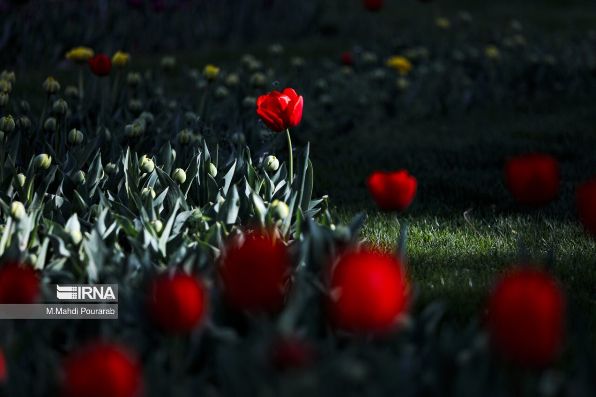 Iran’s Karaj hosts tulip festival