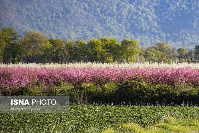 Spring blossoms Golestan province Iran