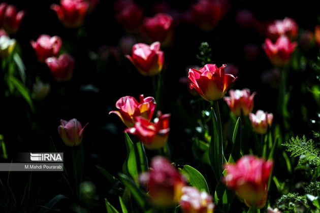 Iran’s Karaj hosts tulip festival