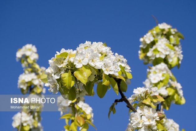 Spring blossoms Golestan province Iran