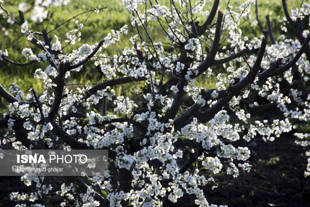 Spring blossoms Golestan province Iran