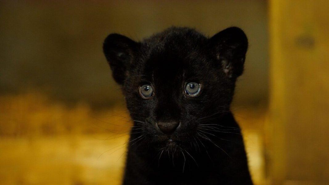 black jaguar Iran