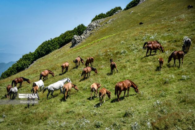 Mild weather lures more tourists to northern, northwestern Iran