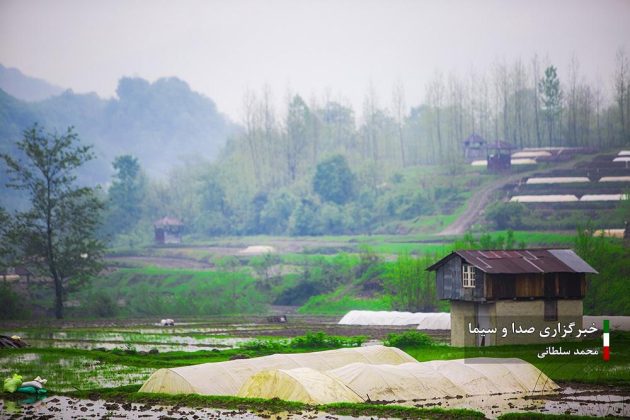 Farmers cultivate rice in paddy fields in Iran’s Mazandaran