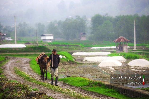 Farmers cultivate rice in paddy fields in Iran’s Mazandaran