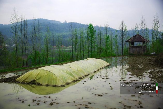 Farmers cultivate rice in paddy fields in Iran’s Mazandaran