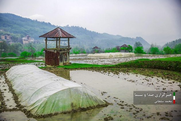 Farmers cultivate rice in paddy fields in Iran’s Mazandaran