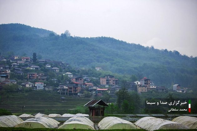 Farmers cultivate rice in paddy fields in Iran’s Mazandaran