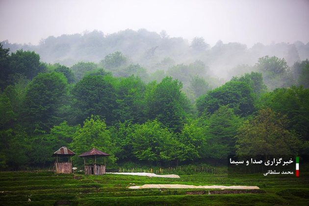 Farmers cultivate rice in paddy fields in Iran’s Mazandaran