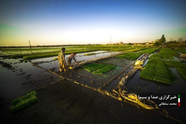 Farmers cultivate rice in paddy fields in Iran’s Mazandaran