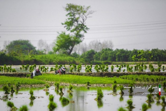 Farmers cultivate rice in paddy fields in Iran’s Mazandaran