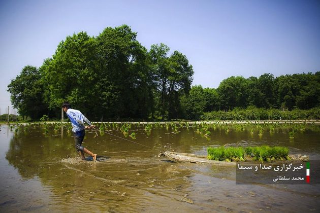 Farmers cultivate rice in paddy fields in Iran’s Mazandaran