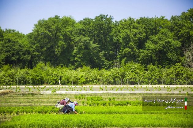 Farmers cultivate rice in paddy fields in Iran’s Mazandaran