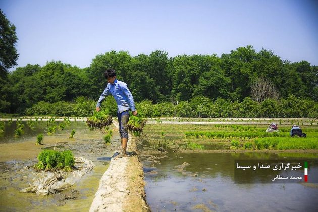 Farmers cultivate rice in paddy fields in Iran’s Mazandaran