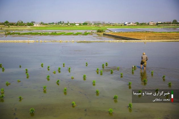 Farmers cultivate rice in paddy fields in Iran’s Mazandaran