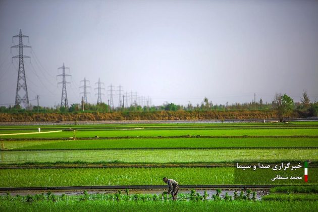 Farmers cultivate rice in paddy fields in Iran’s Mazandaran