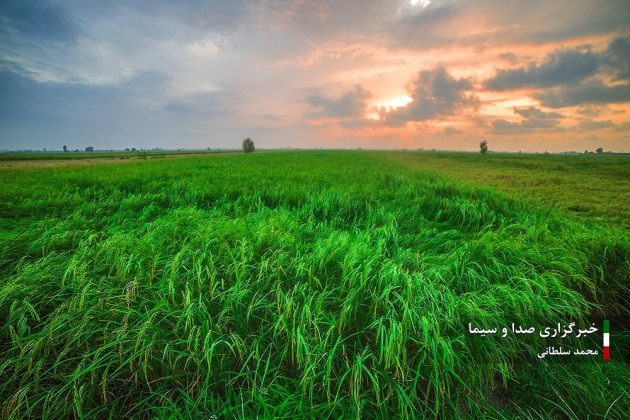 Farmers cultivate rice in paddy fields in Iran’s Mazandaran